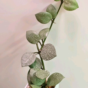 호야 라쿠노사 민트코인(알로x안스x)