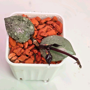 호야 라쿠노사 바이올렛 알로x안스x)