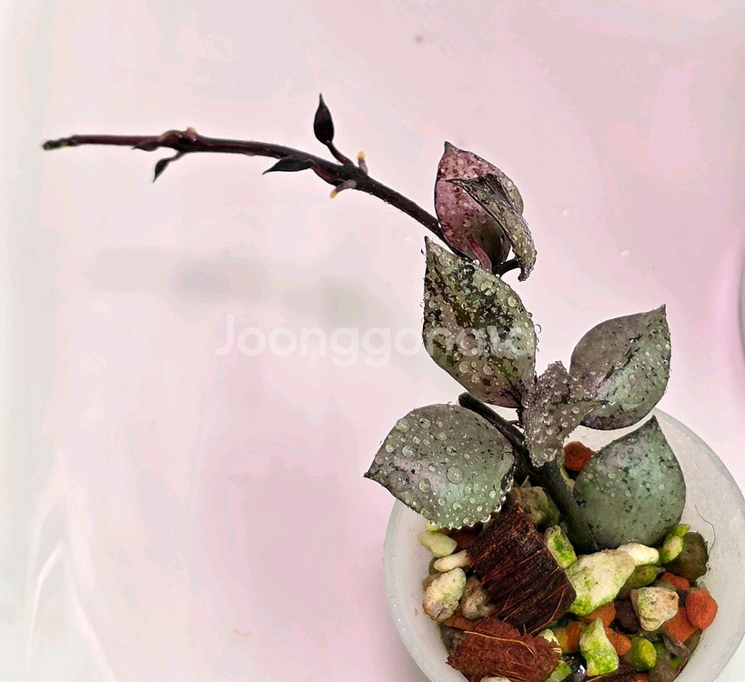 호야 라쿠노사 바이올렛(알로x안스x)--0