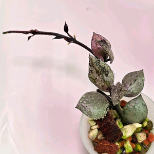 호야 라쿠노사 바이올렛(알로x안스x)