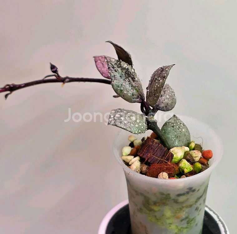 호야 라쿠노사 바이올렛(알로x안스x)--1