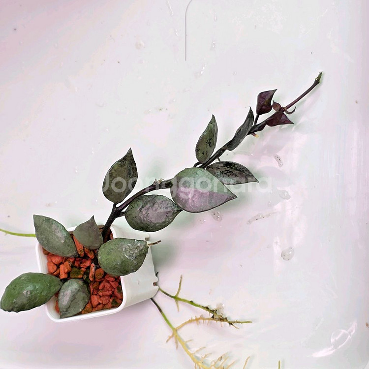 호야 라쿠노사 바이올렛(안스x알로x)--0