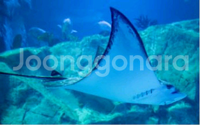 부산아쿠아리움 입장권--0