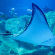 부산아쿠아리움 입장권