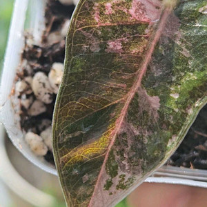 알로카시아 푸세이도 산데리아나 핑크바리에가타