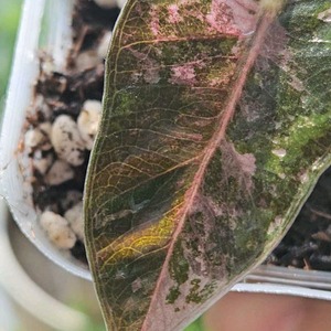 알로카시아 푸세이도 산데리아나 핑크바리에가타