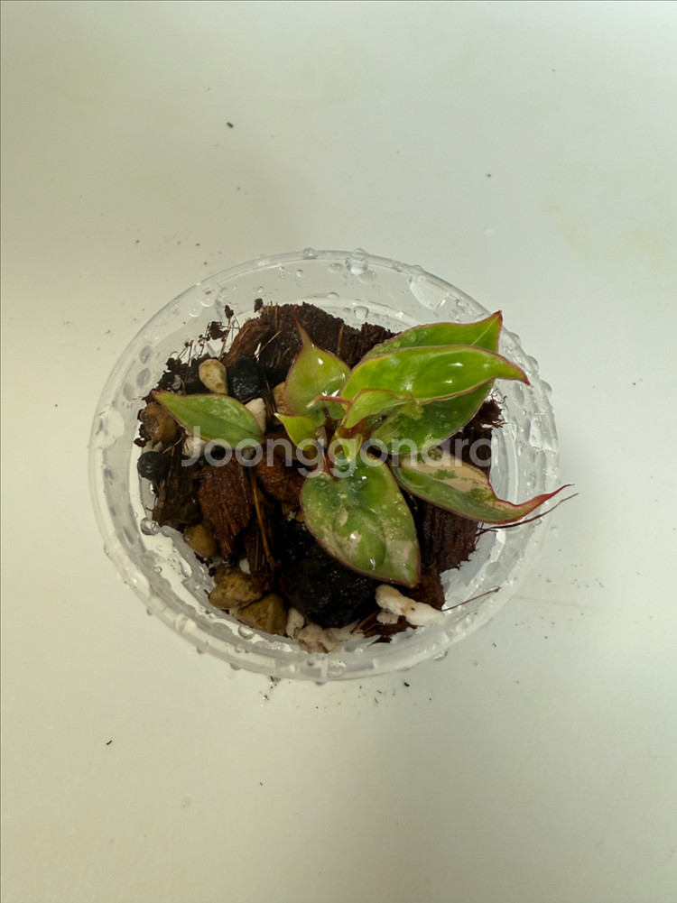 필로덴드론 빌리에티에 바리에가타--4