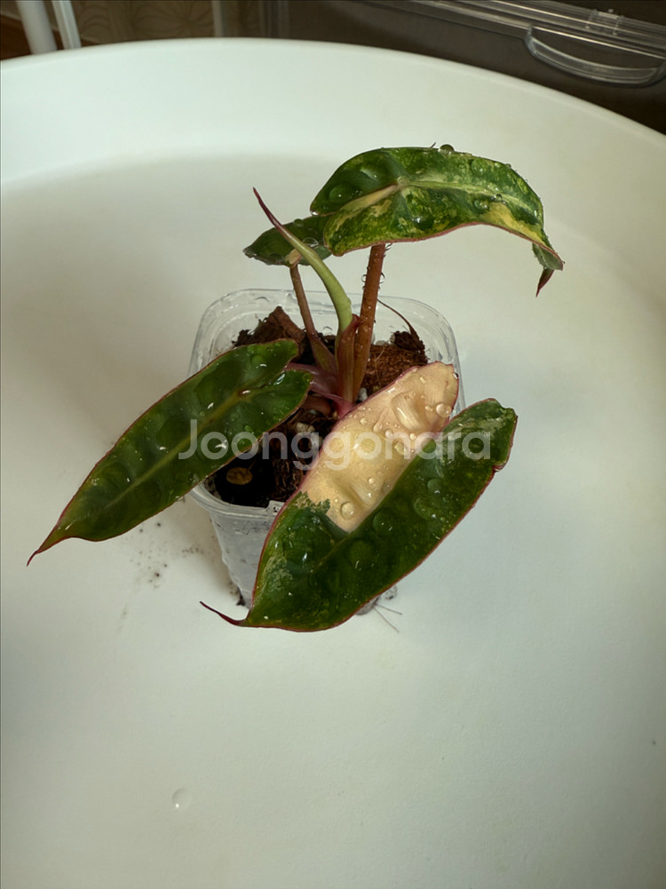 필로덴드론 빌리에티에 바리에가타--0