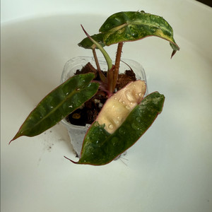 필로덴드론 빌리에티에 바리에가타