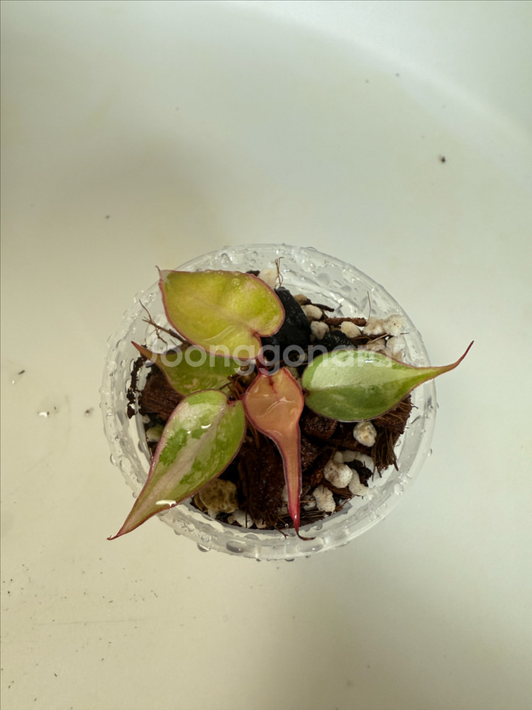 필로덴드론 빌리에티에 바리에가타--3