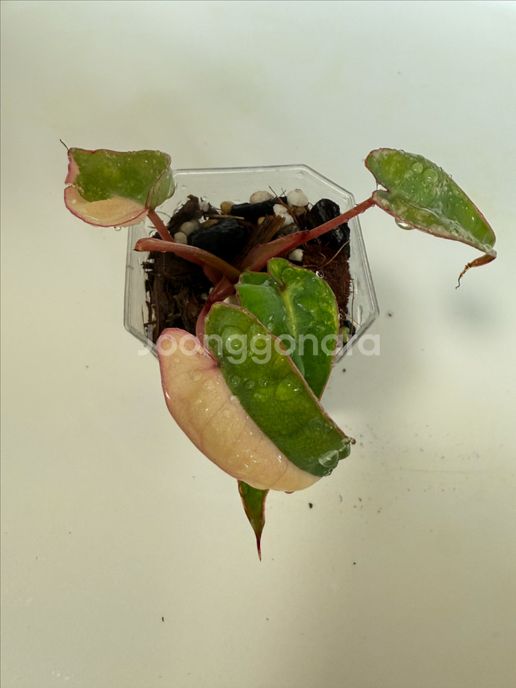 필로덴드론 빌리에티에 바리에가타--2