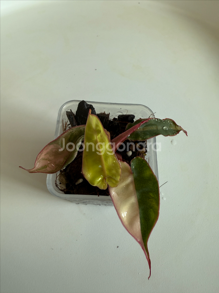 필로덴드론 빌리에티에 바리에가타--1