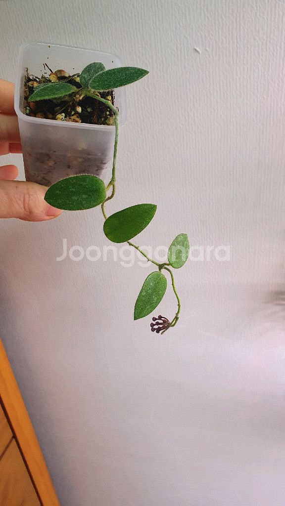 호야 톰소니 핑크 스플레쉬--0