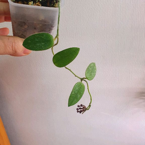 호야 톰소니 핑크 스플레쉬