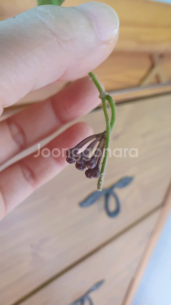 호야 톰소니 핑크 스플레쉬--1