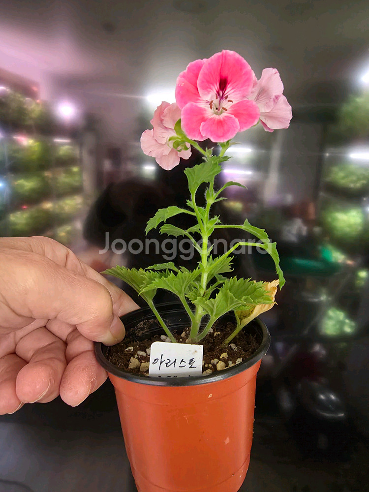 제라늄 화분--1
