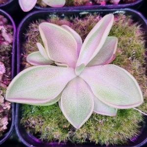 벌레잡이제비꽃 모라넨시스 알바 모랑고