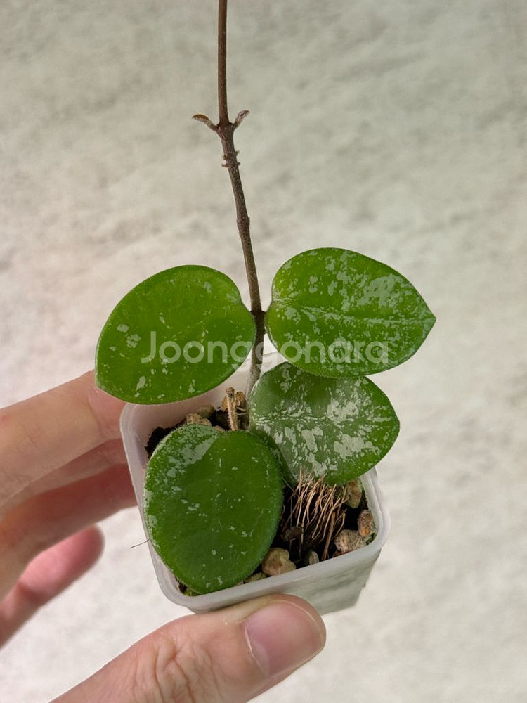 호야 마틸드 스플래쉬--1