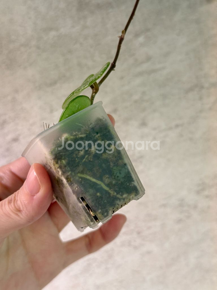 호야 마틸드 스플래쉬--2