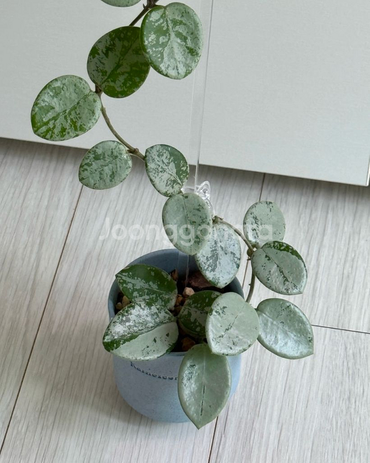 호야 마틸드 스플래쉬--3