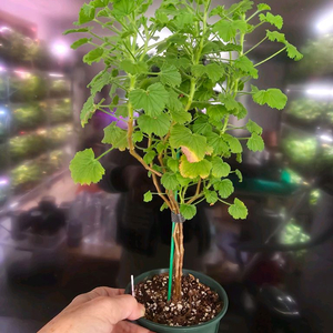 콴탁매티리갈제라늄