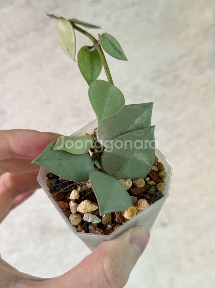 호야 슈퍼에스키모 풀실버--1