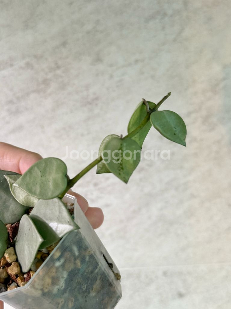 호야 슈퍼에스키모 풀실버--2