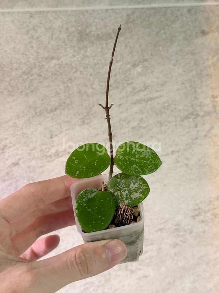 호야 마틸드 스플래쉬--0