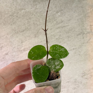 호야 마틸드 스플래쉬