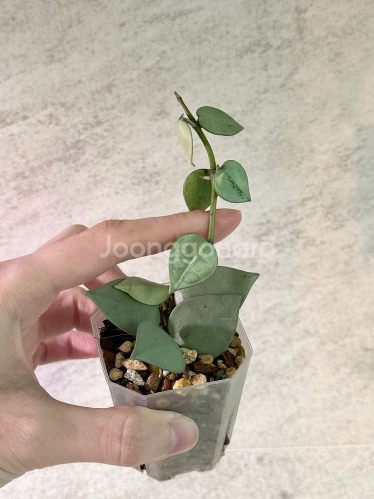 호야 슈퍼에스키모 풀실버--0