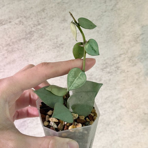 호야 슈퍼에스키모 풀실버