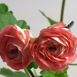 ess 게이샤 제라늄