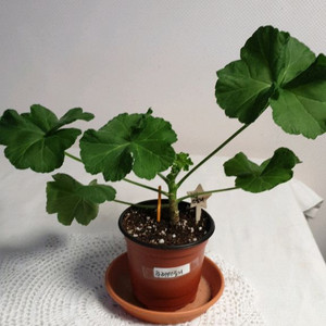 TA 러브스토리 ㅡ 제라늄