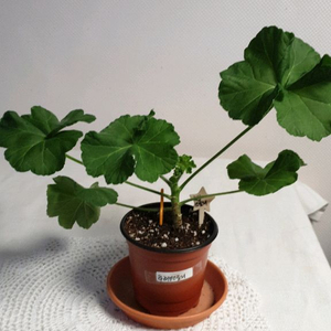 TA 러브스토리 ㅡ 제라늄