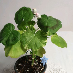 메이로코코 제라늄