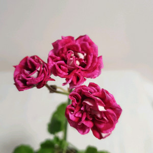 로즈샤넬 제라늄