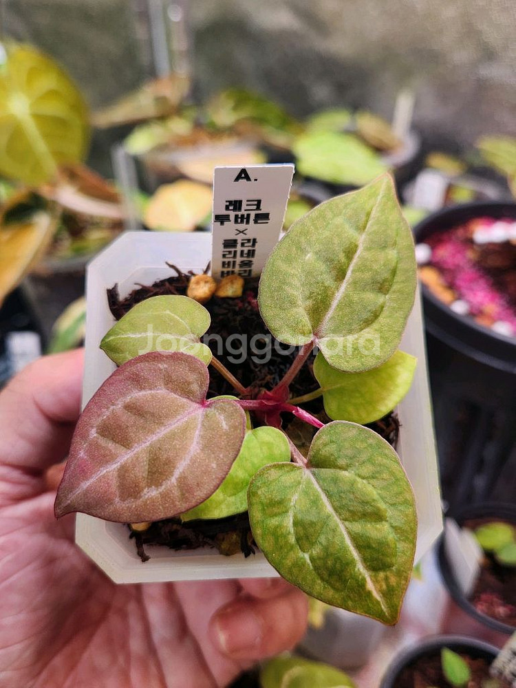 안스리움 닥블레크투버튼*비움바리--1