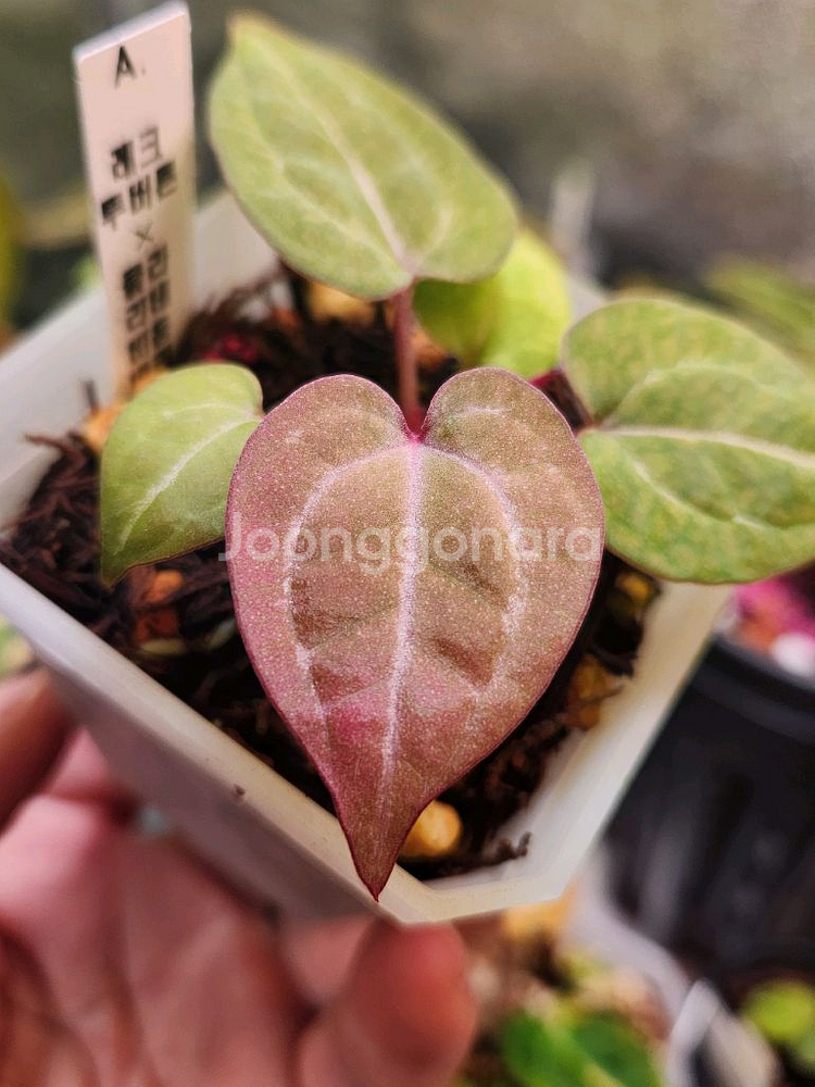 안스리움 닥블레크투버튼*비움바리--0