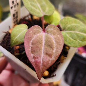 안스리움 닥블레크투버튼*비움바리