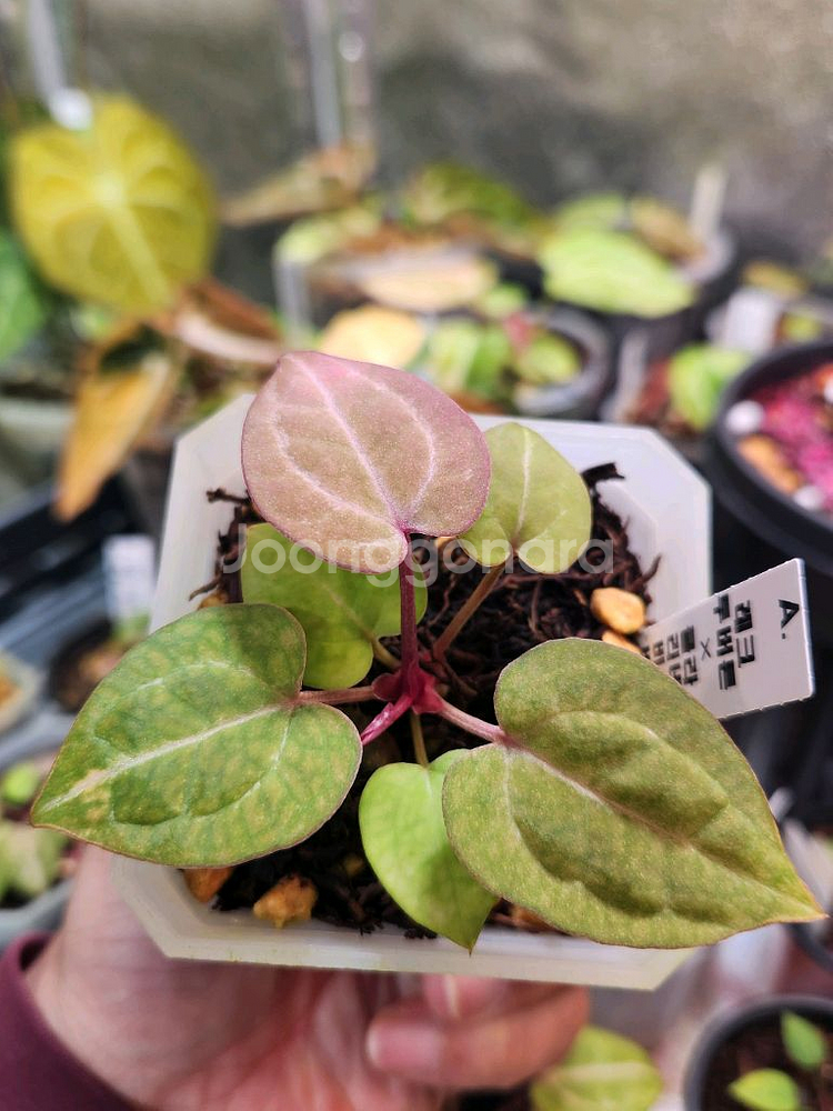 안스리움 닥블레크투버튼*비움바리--4