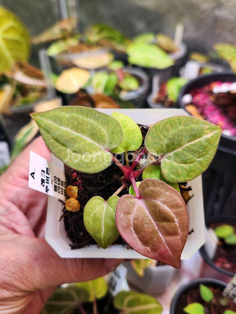 안스리움 닥블레크투버튼*비움바리--3