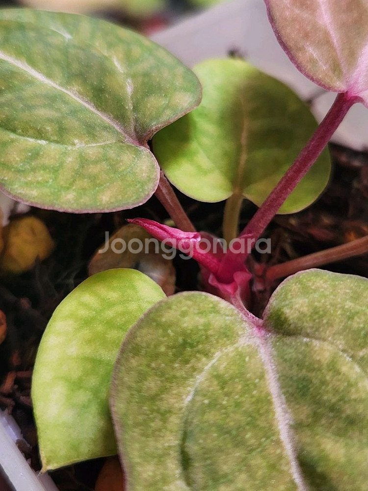 안스리움 닥블레크투버튼*비움바리--5