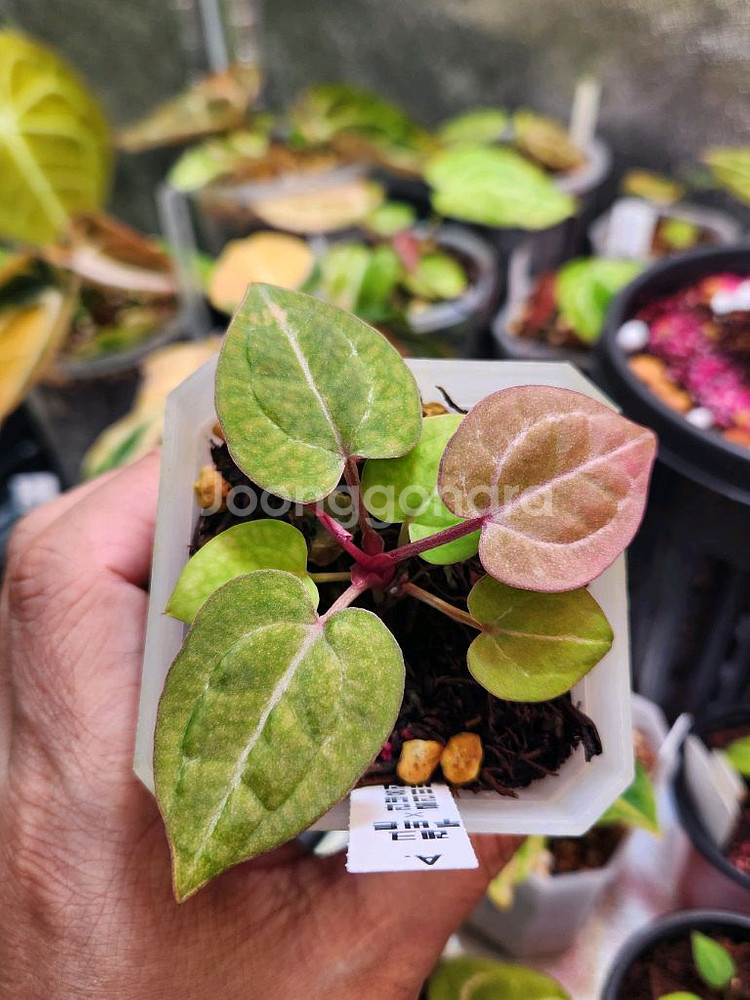 안스리움 닥블레크투버튼*비움바리--2