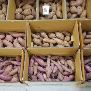 고구마 10kg BOX