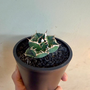 아가베 티타노타 노네임(백화염으로 추정) 판매합니다.