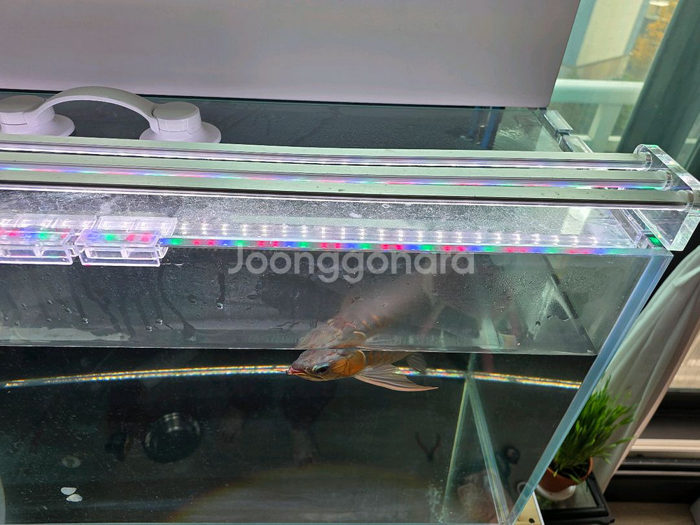 4자 어항 세트--8