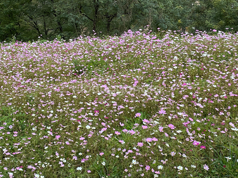 gs25 편의점 모바일 상품권 5천원권--0
