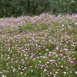 gs25 편의점 모바일 상품권 5천원권