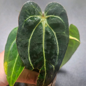 안스리움칼라블랙키