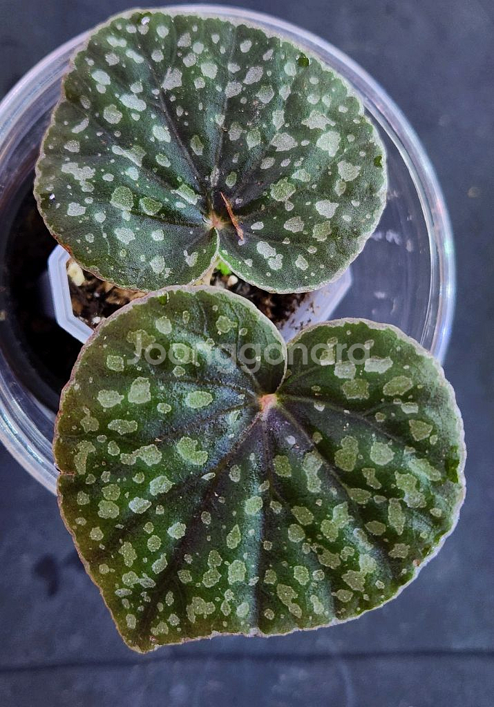 베고니아 알리시다(alicida dot)--0